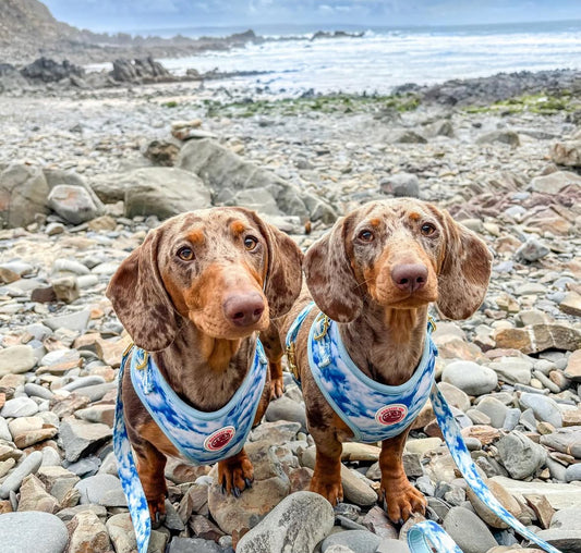 Heavenly Hound Dog Harness, Collar & Lead Bundle - Goodest Girl 