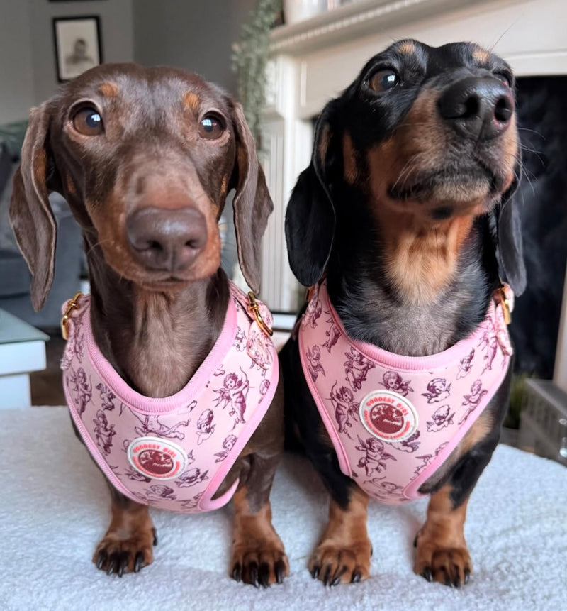 @bert.ivy.thesausages
