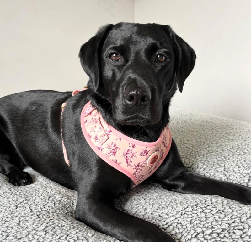 @bleu.storm.theblacklabs
