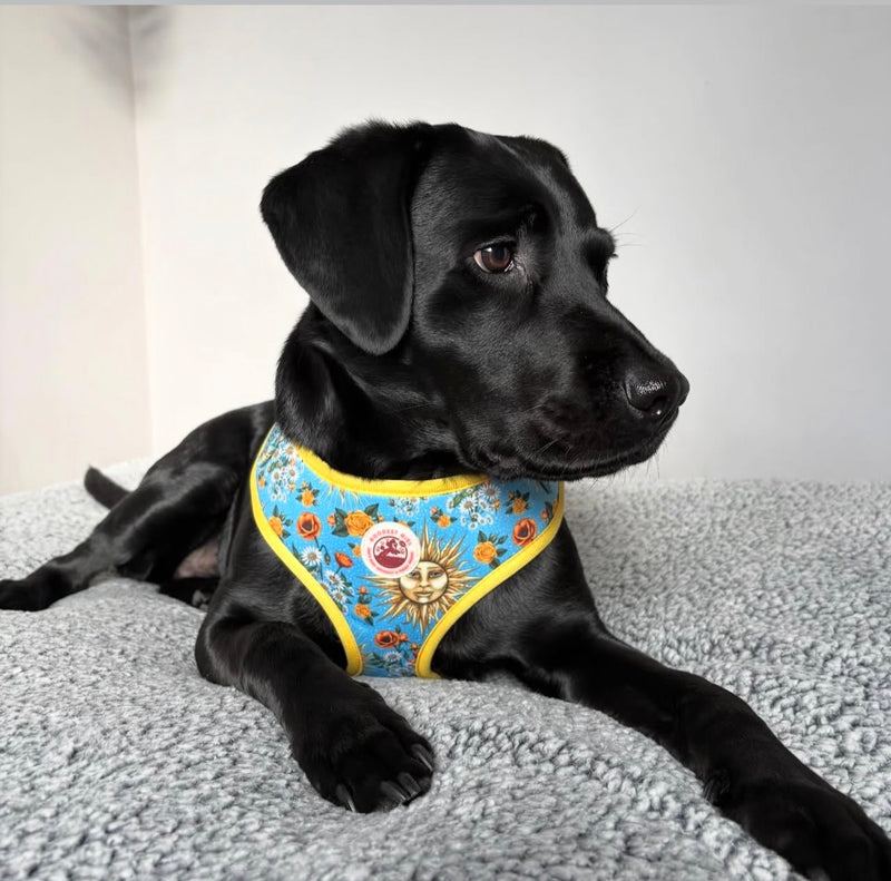 @bleu.storm.theblacklabs