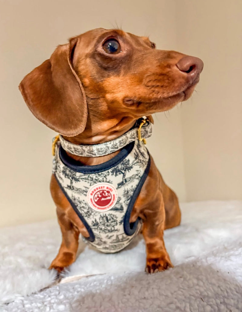 @coco_chanel_sausage