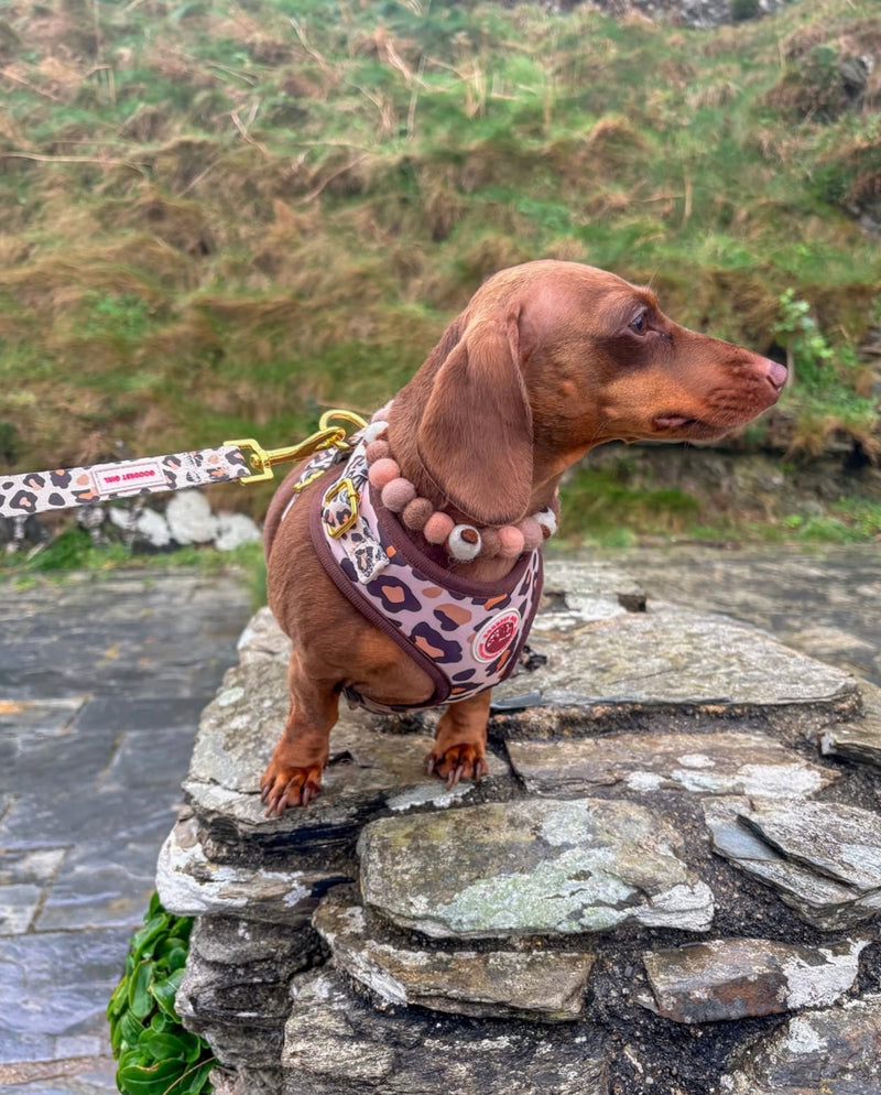 @coco_chanel_sausage