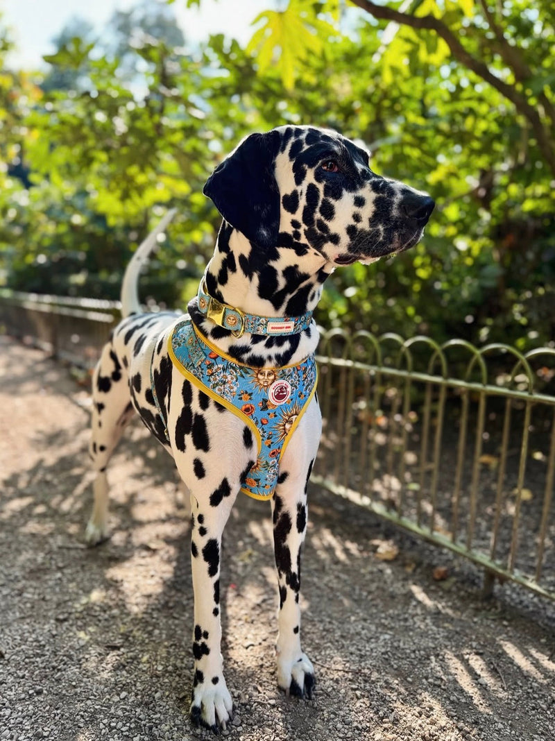 @digby.the.dalmatian