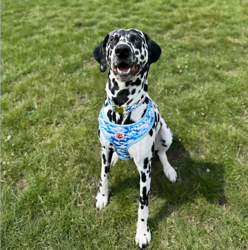 @digby.the.dalmation