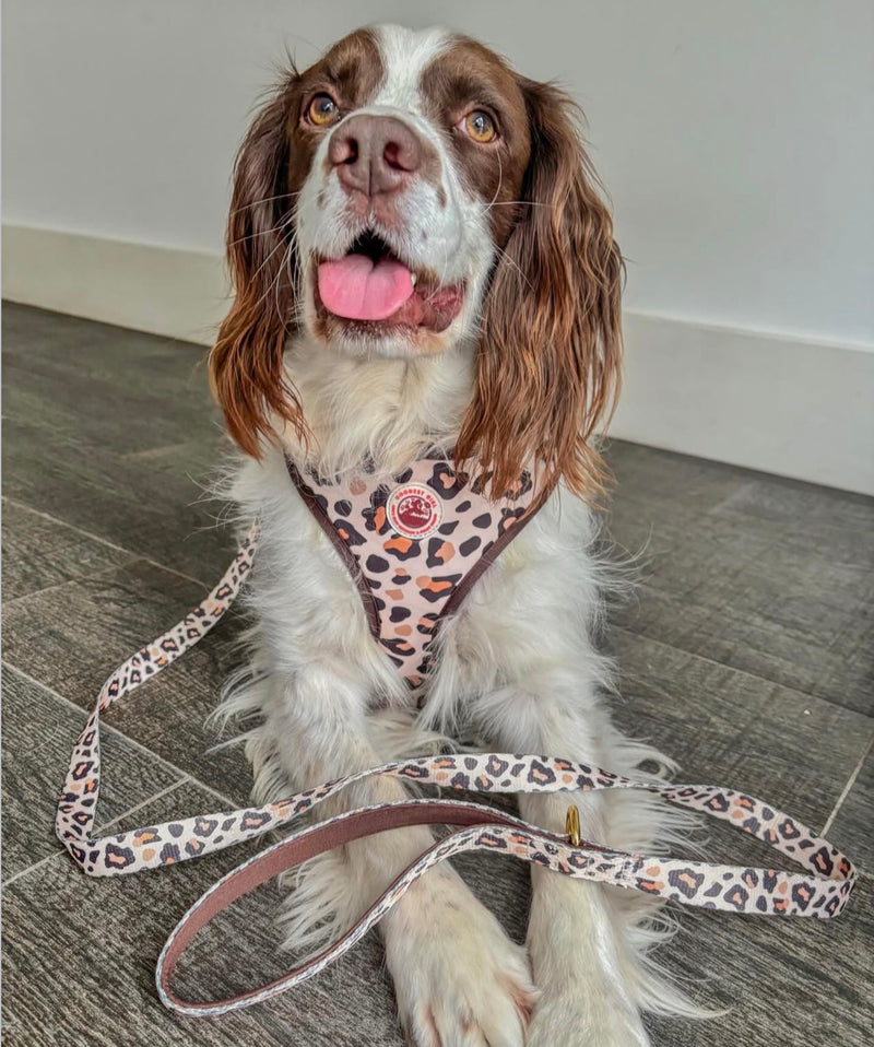 @fujithespringer