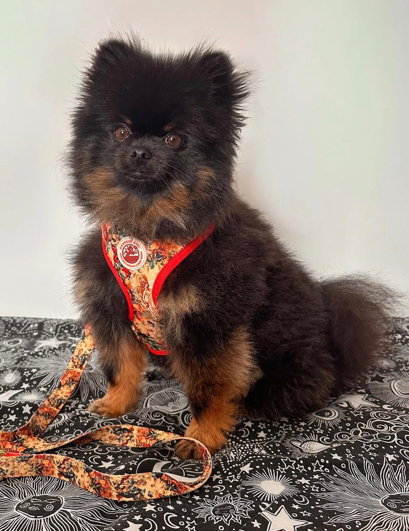 @i.am.teddy.pompom