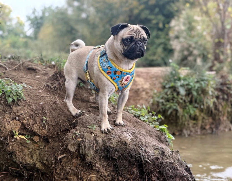@juniorbearpug