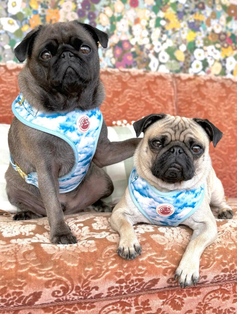 @juniorbearpug