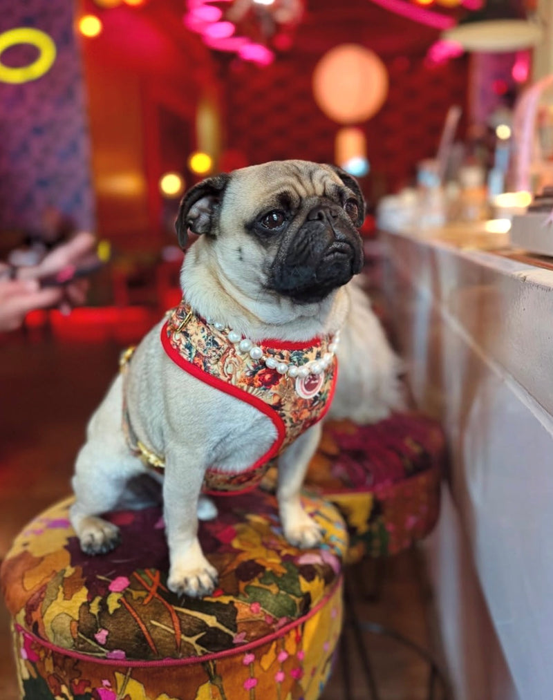 @juniorbearpug