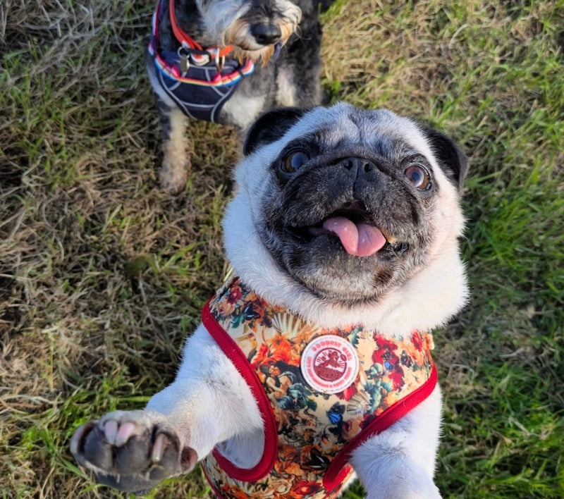 @jurassicbarkplymouth