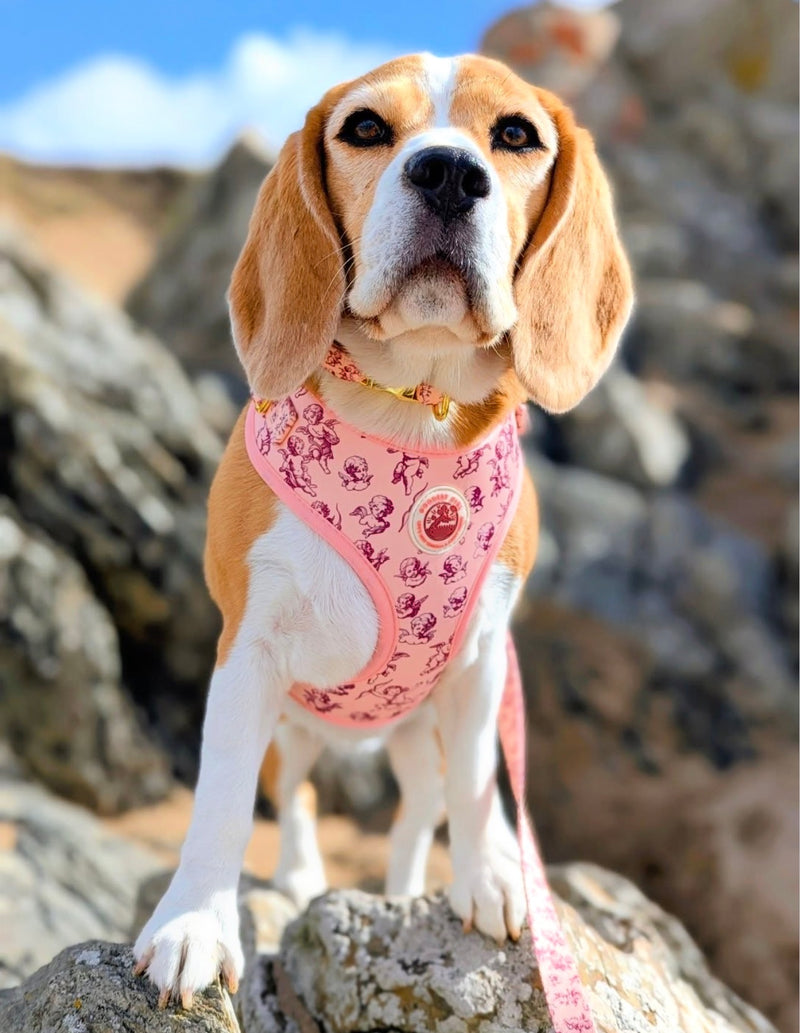 @miss_bloss_the_beagle_boss