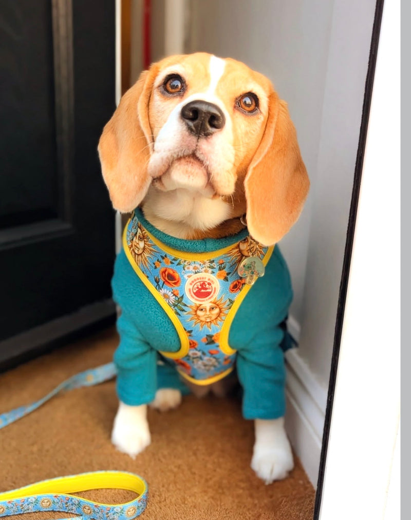 @miss_bloss_the_beagle_boss