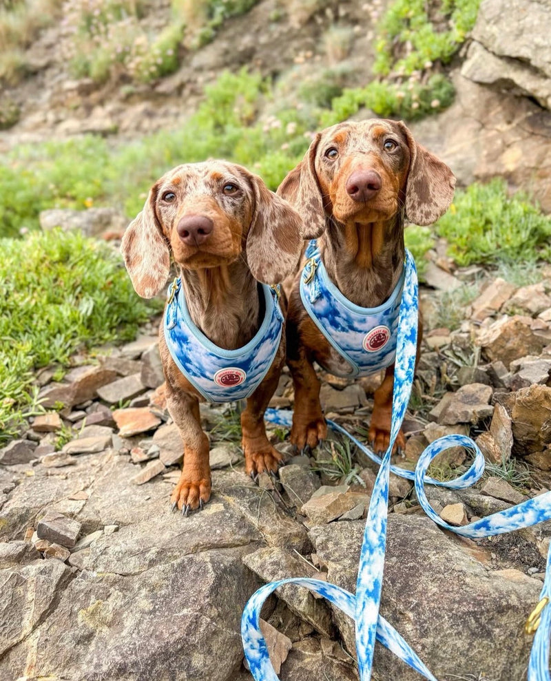 @thedaxietrio